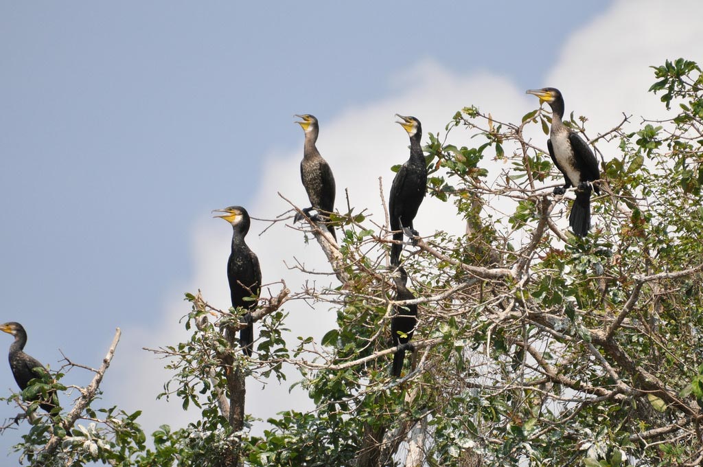 BIRD SANCTUARY