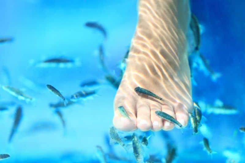 pedicure with fish near me